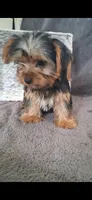 Kara, a female Yorkshire Terrier for sale in Spencerville, IN – 5 of 6