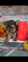 Lilly , a female Yorkshire Terrier for sale in Spencerville, IN – 3 of 5