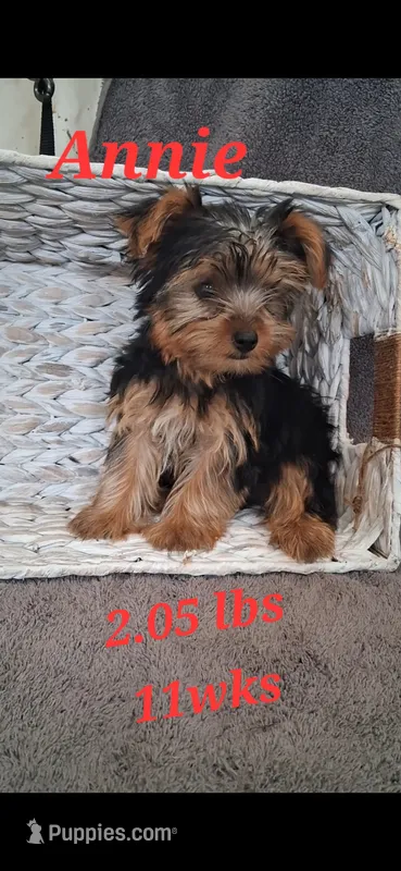 Annie – Yorkshire Terrier puppy for sale in Spencerville, IN
