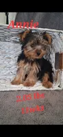 Annie, a female Yorkshire Terrier for sale in Spencerville, IN – 1 of 5