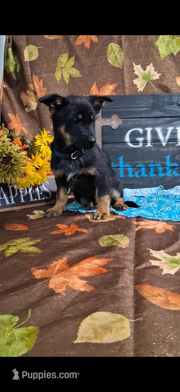 Duke  – Yorkshire Terrier puppy for sale in Spencerville, IN