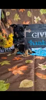 Duke , a male Yorkshire Terrier for sale in Spencerville, IN – 1 of 4