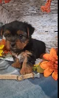 Kara, a female Yorkshire Terrier for sale in Spencerville, IN – 6 of 6
