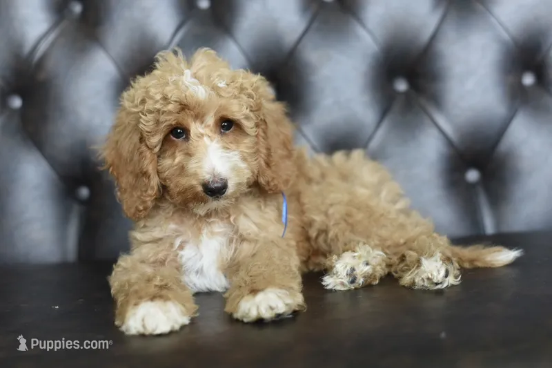 Captain – Miniature Goldendoodle puppy for sale in Athens, GA