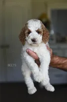 BEETS, a female Poodle - Standard  for sale in Athens, GA – Photo 1 of 4