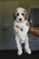 BEETS, a female Poodle - Standard  for sale in Athens, GA – Photo 3 of 4