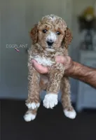 BEETS, a female Poodle - Standard  for sale in Athens, GA – Photo 2 of 4