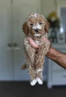 BEETS, a female Poodle - Standard  for sale in Athens, GA – Photo 4 of 4