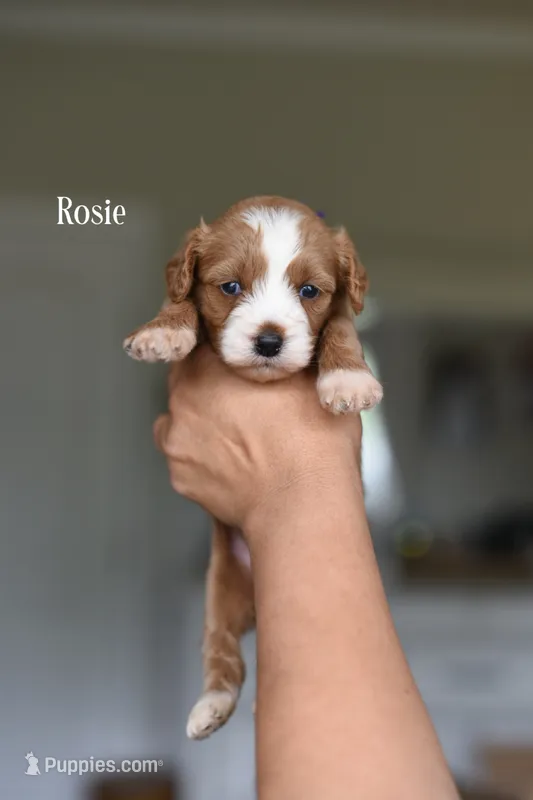 ROSIE – Cavapoo, Miniature Goldendoodle puppy for sale in Athens, GA