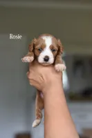 ROSIE, a female Cavapoo and Miniature Goldendoodle for sale in Athens, GA – 1 of 1