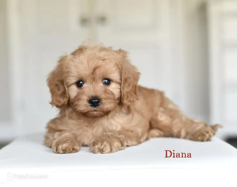 DIANA – Cavapoo puppy for sale in Athens, GA