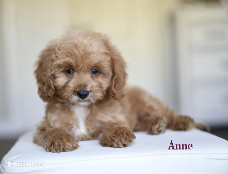 ANNE – Cavapoo puppy for sale in Athens, GA