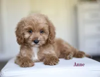 ANNE, a female Cavapoo for sale in Athens, GA – 1 of 1