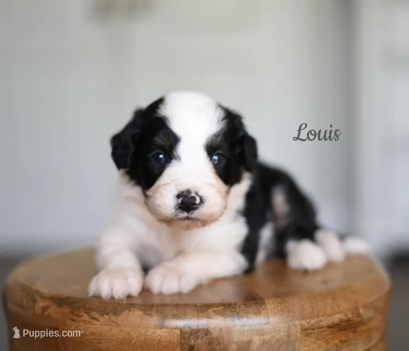 LOUIS – Miniature Aussiedoodle puppy for sale in Athens, GA
