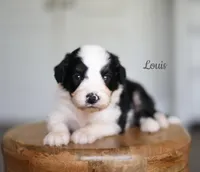 LOUIS, a male Miniature Aussiedoodle for sale in Athens, GA – 1 of 1