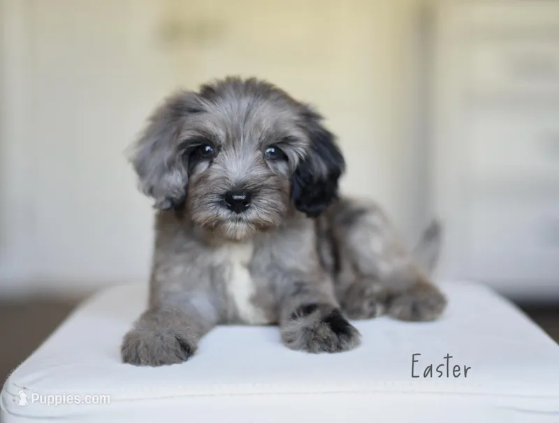 EASTER – Miniature Goldendoodle puppy for sale in Athens, GA