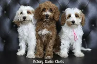 VICTORY, a female Miniature Goldendoodle for sale in Athens, GA – 2 of 2