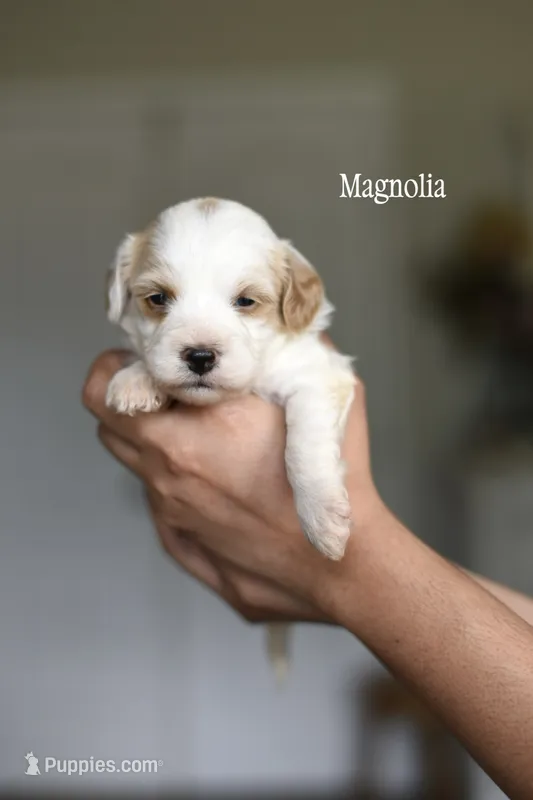 MAGNOLIA  – Cavapoo puppy for sale in Athens, GA