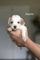 MAGNOLIA , a female Cavapoo for sale in Athens, GA – 1 of 1