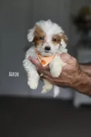 AARON, a male Miniature Goldendoodle for sale in Athens, GA – 1 of 1