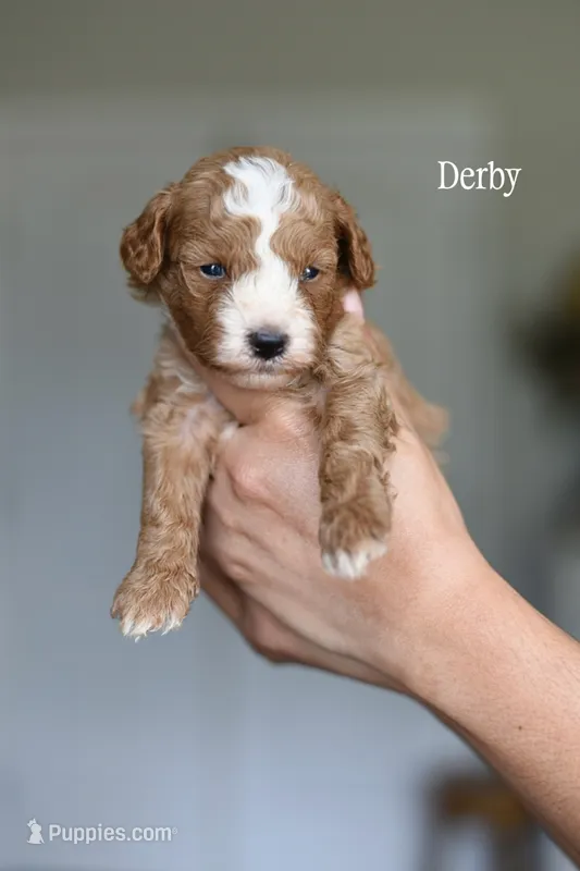 DERBY – Cavapoo puppy for sale in Athens, GA