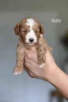 DERBY, a male Cavapoo for sale in Athens, GA – 1 of 1