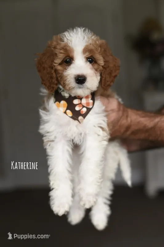 KATHERINE – Miniature Goldendoodle puppy for sale in Athens, GA
