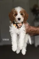 KATHERINE, a male Miniature Goldendoodle for sale in Athens, GA – 1 of 1