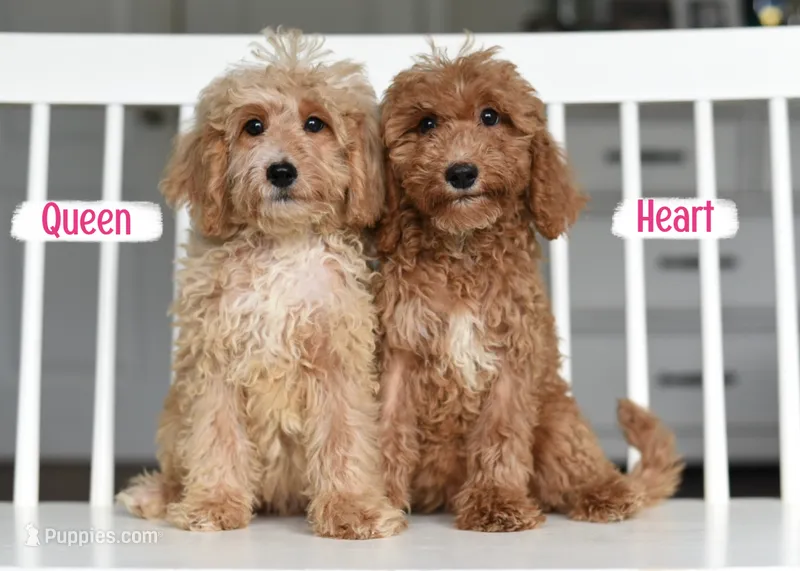 HEART – Miniature Goldendoodle puppy for sale in Athens, GA