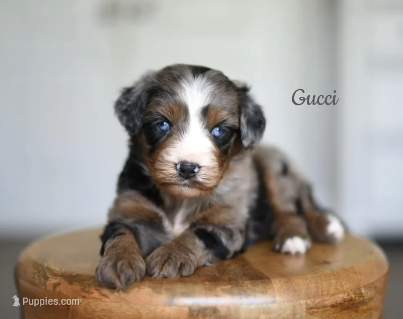 GUCCI – Miniature Aussiedoodle puppy for sale in Athens, GA