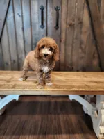 Goalie, a female Miniature Goldendoodle for sale in Athens, GA – 3 of 3