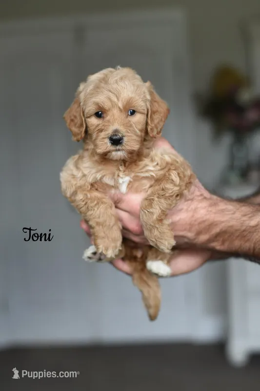 TONI – Goldendoodle, Miniature Goldendoodle puppy for sale in Athens, GA