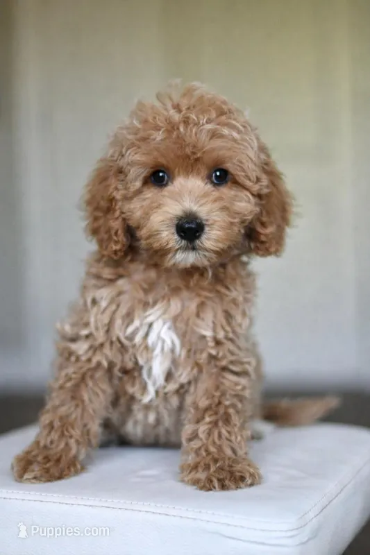 TONI – Goldendoodle, Miniature Goldendoodle puppy for sale in Athens, GA