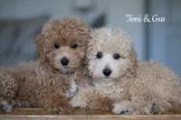 TONI, a female Goldendoodle and Miniature Goldendoodle for sale in Athens, GA – Photo 2 of 4