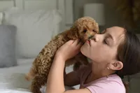 TONI, a female Goldendoodle and Miniature Goldendoodle for sale in Athens, GA – Photo 4 of 4