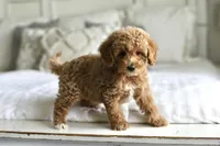 TONI, a female Goldendoodle and Miniature Goldendoodle for sale in Athens, GA – Photo 3 of 4