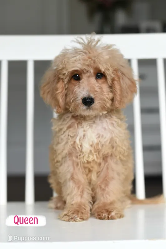 QUEEN – Miniature Goldendoodle puppy for sale in Athens, GA