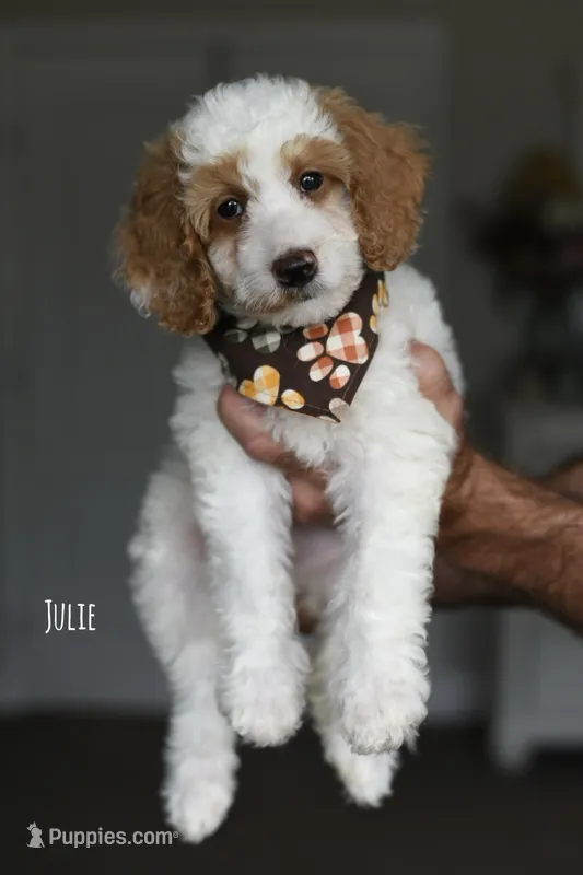 JULIE – Miniature Goldendoodle puppy for sale in Athens, GA