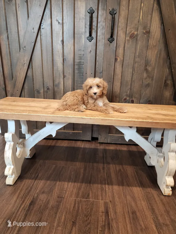 Striker – Miniature Goldendoodle puppy for sale in Athens, GA