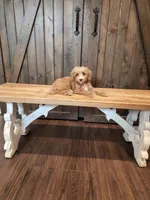 Striker, a male Miniature Goldendoodle for sale in Athens, GA – 1 of 2