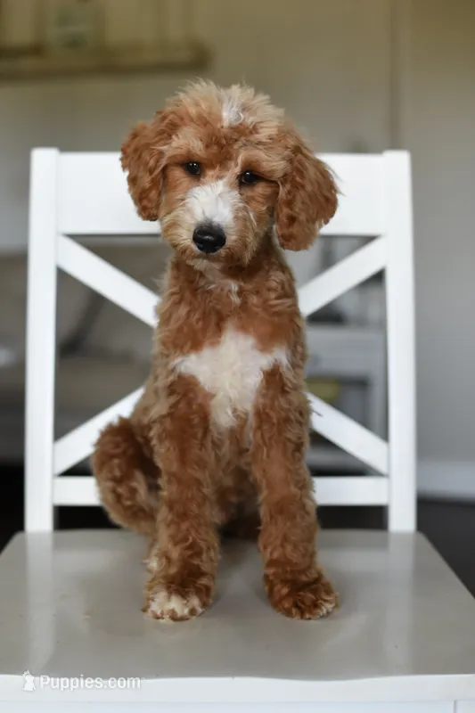 KNOX – Miniature Goldendoodle puppy for sale in Athens, GA
