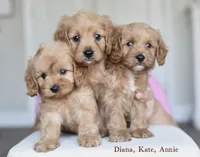 KATE, a female Cavapoo for sale in Athens, GA – Photo 3 of 3