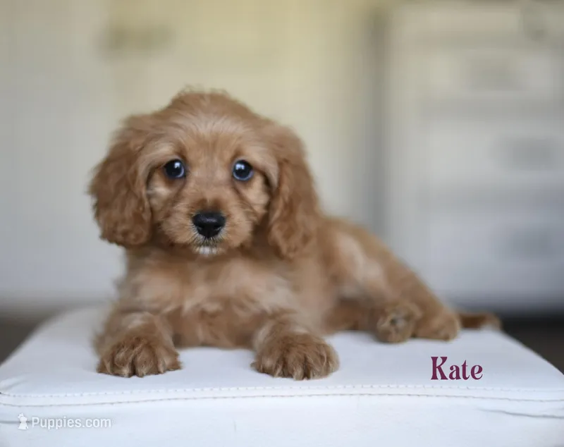 KATE – Cavapoo puppy for sale in Athens, GA
