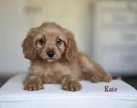 KATE, a female Cavapoo for sale in Athens, GA – Photo 1 of 3