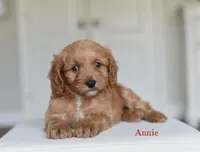 KATE, a female Cavapoo for sale in Athens, GA – Photo 2 of 3