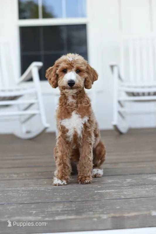 CAPTAIN – Miniature Goldendoodle puppy for sale in Athens, GA