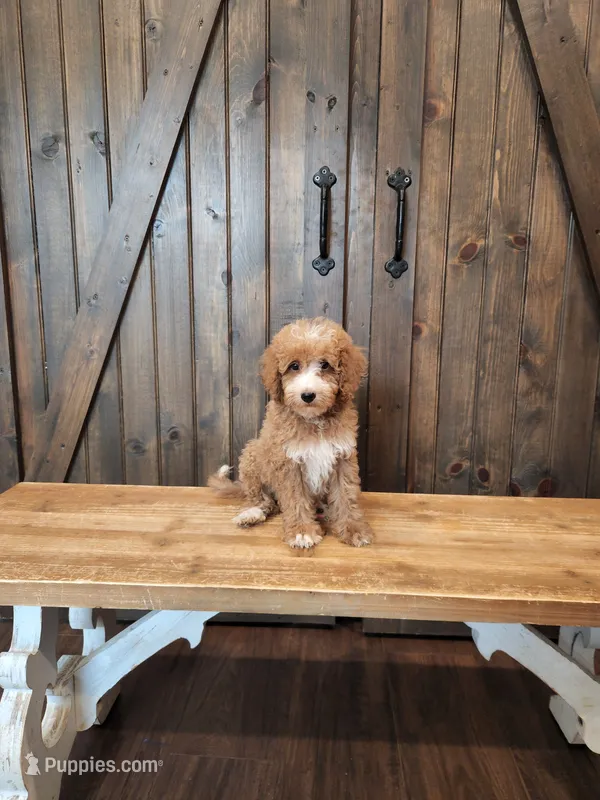 Captain – Miniature Goldendoodle puppy for sale in Athens, GA