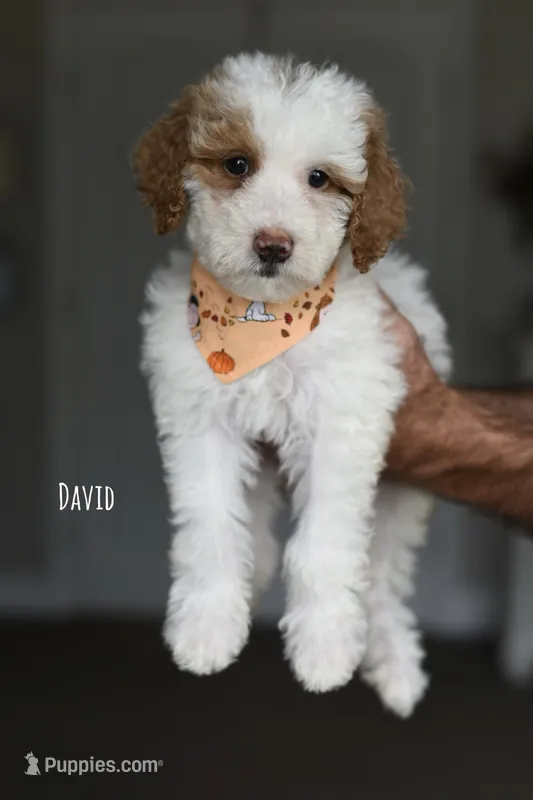 DAVID – Miniature Goldendoodle puppy for sale in Athens, GA