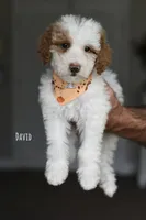 DAVID, a male Miniature Goldendoodle for sale in Athens, GA – 1 of 1