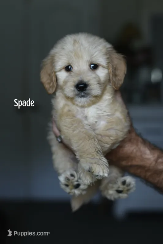 SPADE – Miniature Goldendoodle puppy for sale in Athens, GA